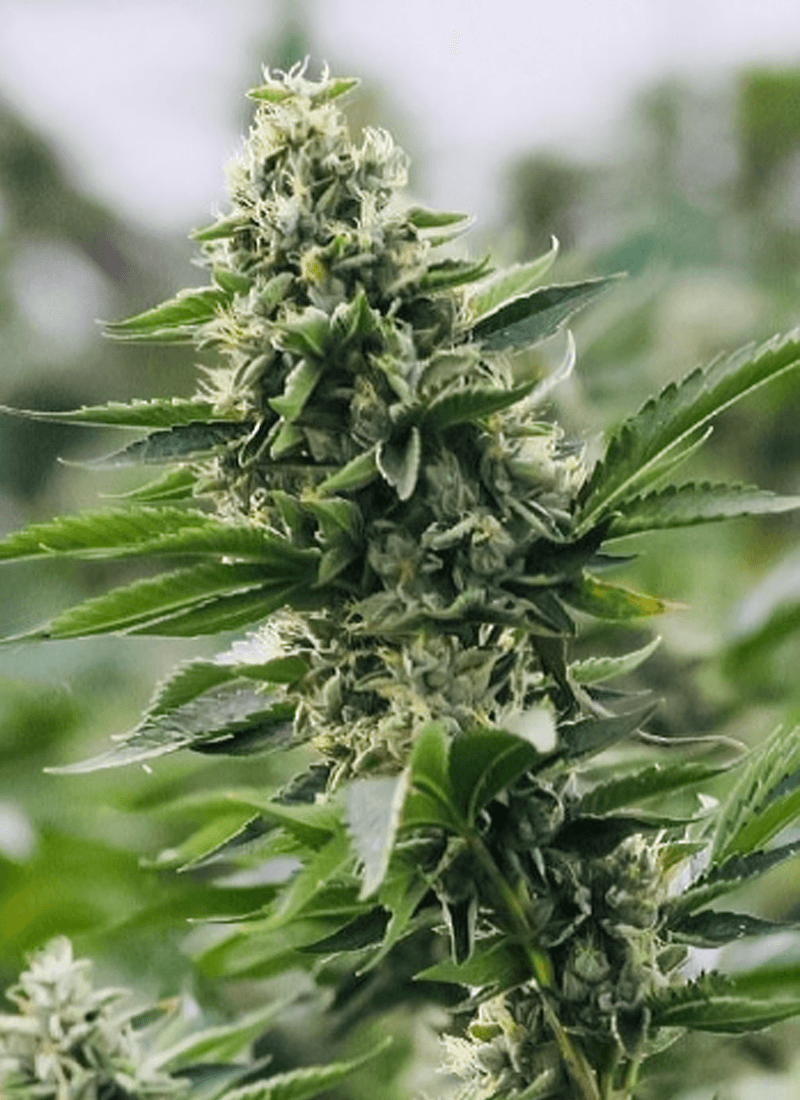 Close-up of a flowering cannabis plant.