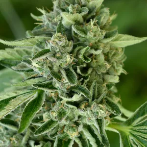Close-up of cannabis plant with leaves and buds.