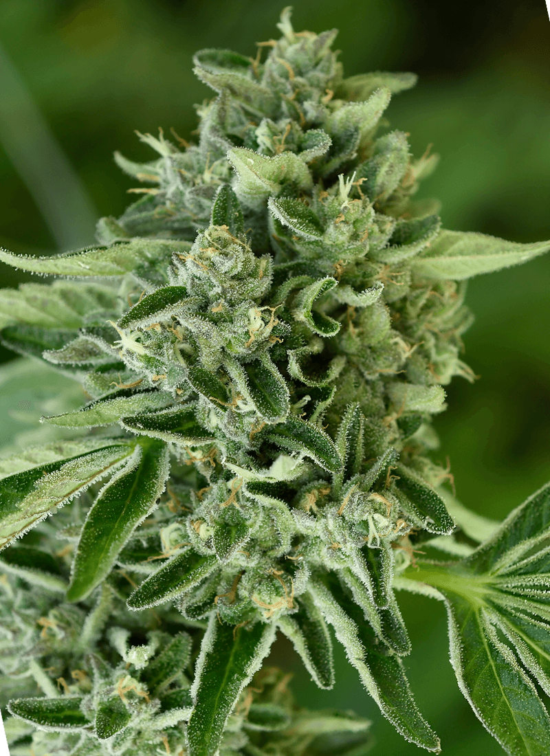 Close-up of cannabis plant with leaves and buds.