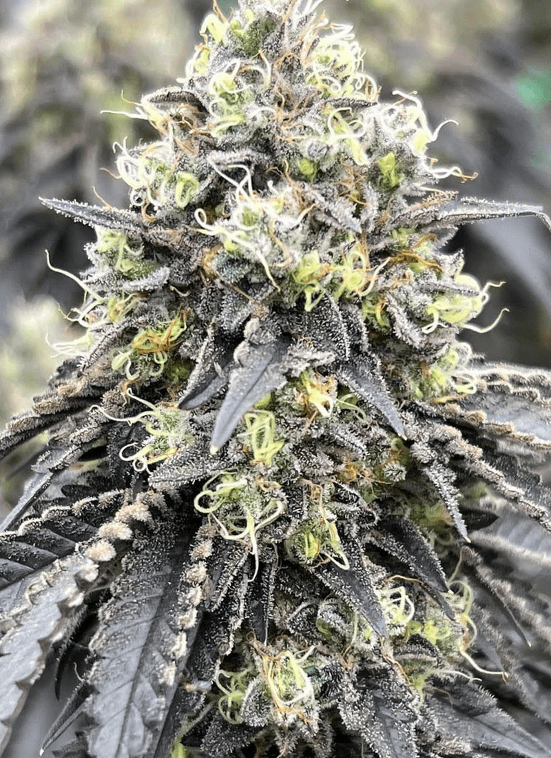 Close-up of cannabis plant with frosty trichomes.