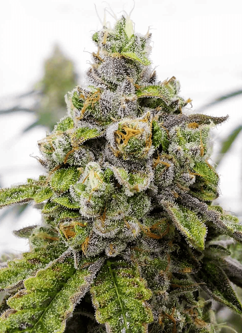 Close-up of frosty cannabis bud.