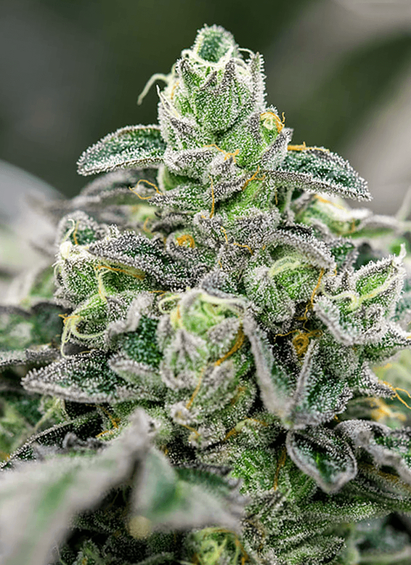 Close-up of frosty cannabis plant bud