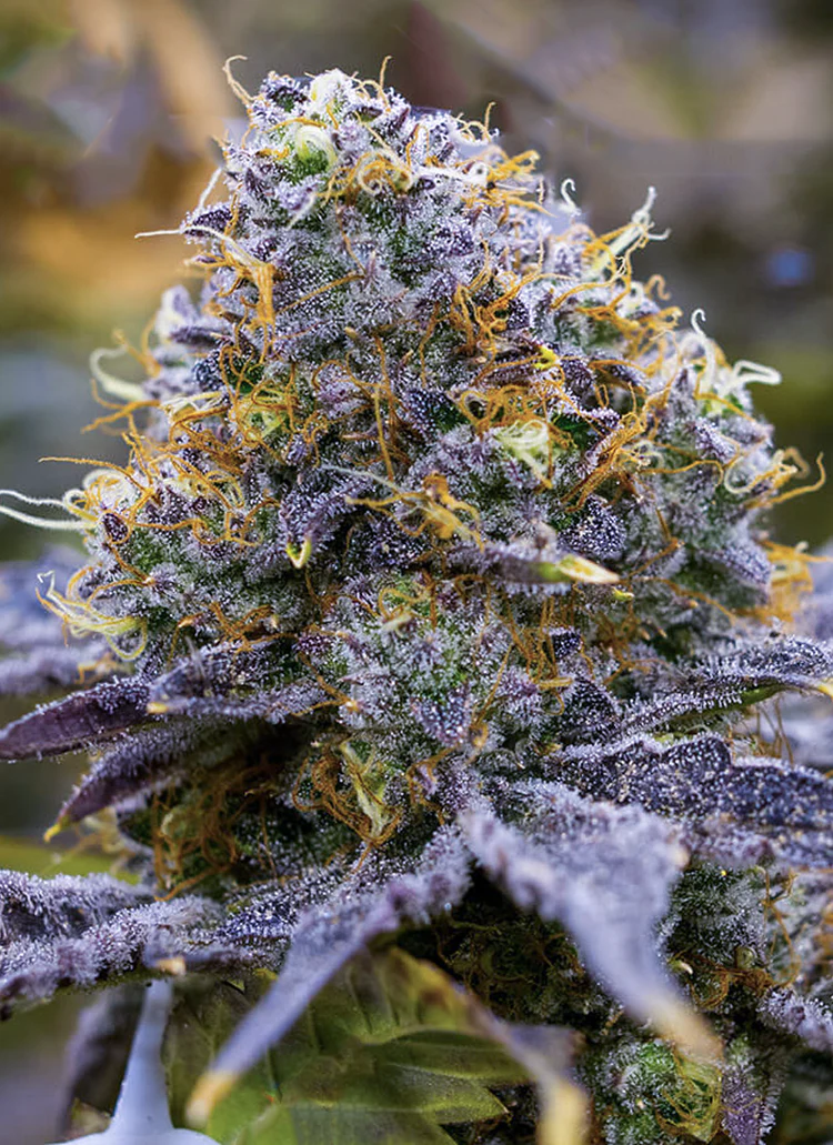 Close-up of frosty cannabis bud with orange hairs.