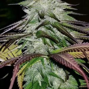 Close-up of a frosty cannabis plant bud.