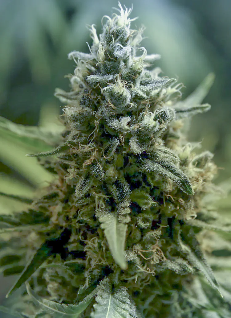 Close-up of a cannabis plant bud