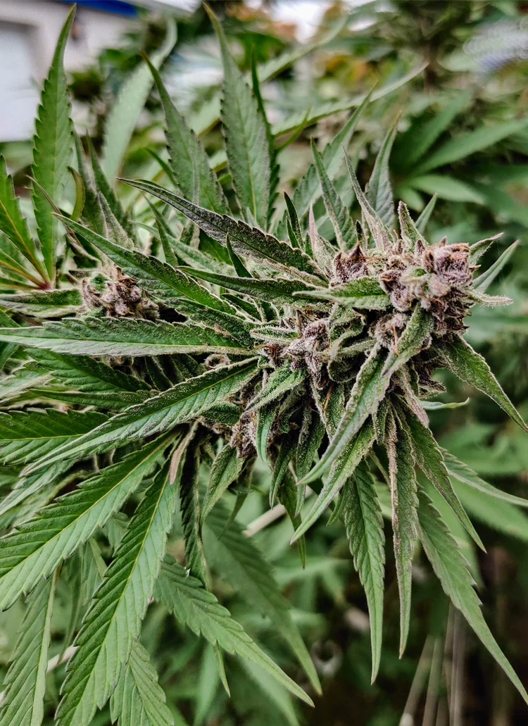 Close-up of cannabis plant with buds.