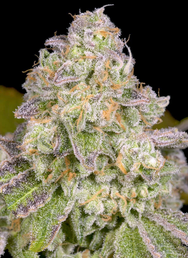 Close-up of trichome-covered cannabis bud