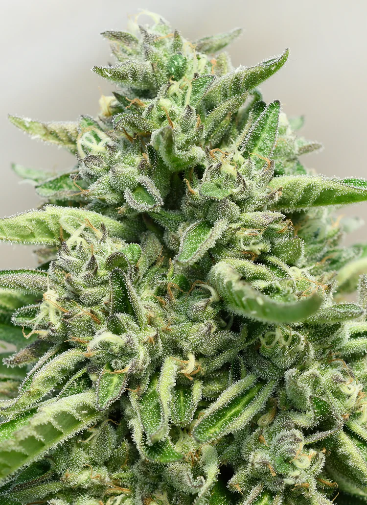 Close-up of cannabis plant with trichomes.