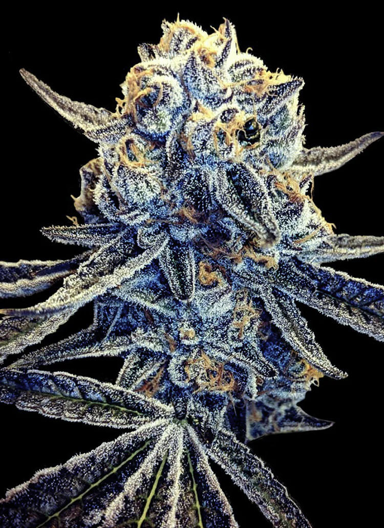 Frosty cannabis bud on black background