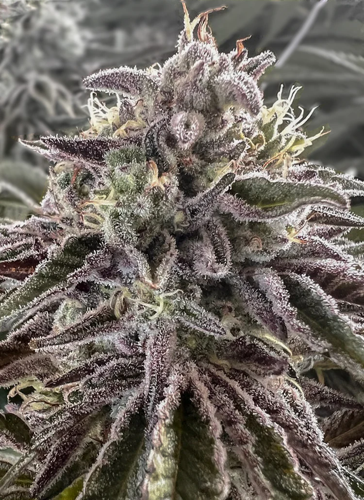 Close-up of frosty cannabis bud